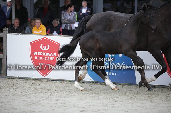 52 Pinot Noir JK (Toto's Design US x Huriaantje v. Metall)