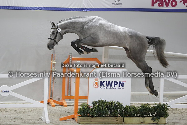 12 Napardi  (Apardi x Zahna v. Cornet Obolensky)