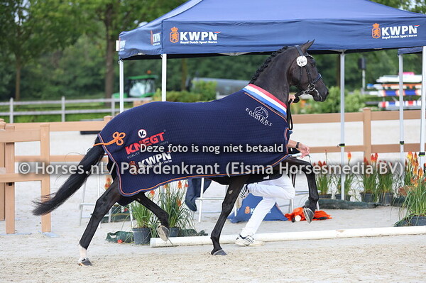 01-08-2025 NMK Dressuur 3jr KWPN