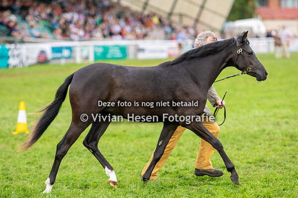 Section B Yearling Fillies