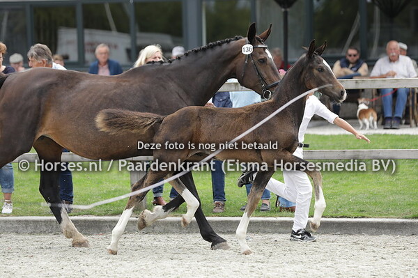 136 Today's Special SCH (Next Level x Zelma v. Oscar)