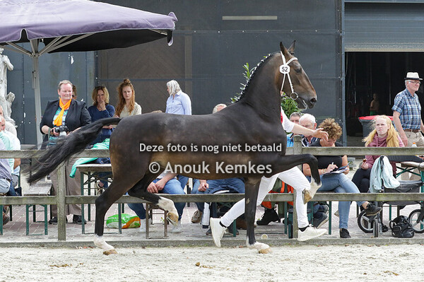 052 - RILADY T LANTO HBC X EEBERT M.E.E. VAN DER KOOI-JONKER J. VAN DER KOOI, SINT NICOLAASG