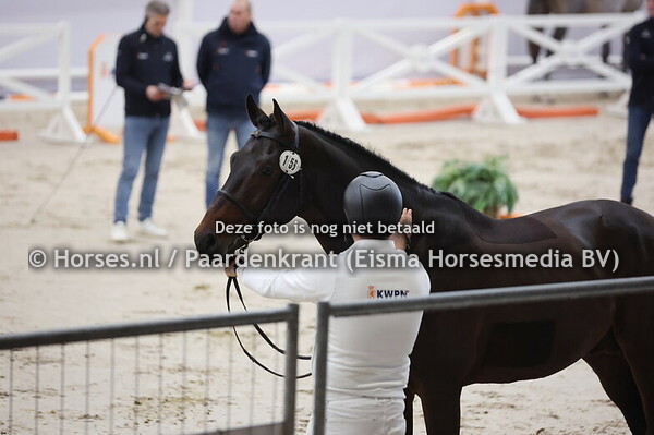 156 (United Way x Casall)