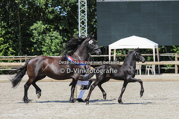 Rubriek 1 hengstveulens