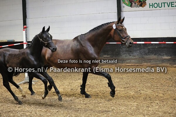 112 Coco Omie (Stedinger x Uomie v. Royal Dance) met veulen