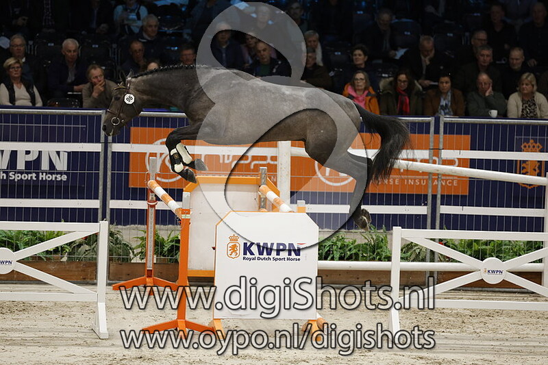 Rock Me Zsazsa v. Lambada Shake Ag - 096