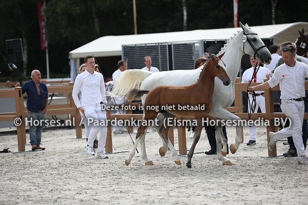 227 Ollie (Alexandro P x beginning v. Victrory)