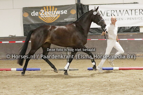 55 O'Ginia (Kingston Blue x Skerginia v. Cabochon)