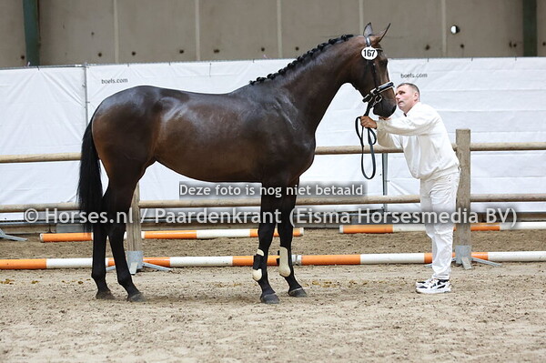 157 Renske (Furst Toto x Kroonjuweel v. Ampere)