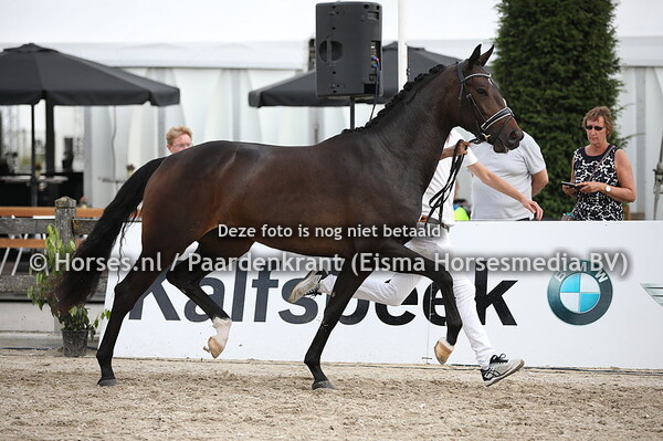 102 Lady Ebony (Ebony x Porite v. Don Primaire) (1)