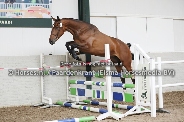 9 Odiana M (Erco van't Roosakker x Lidana v. Corland)