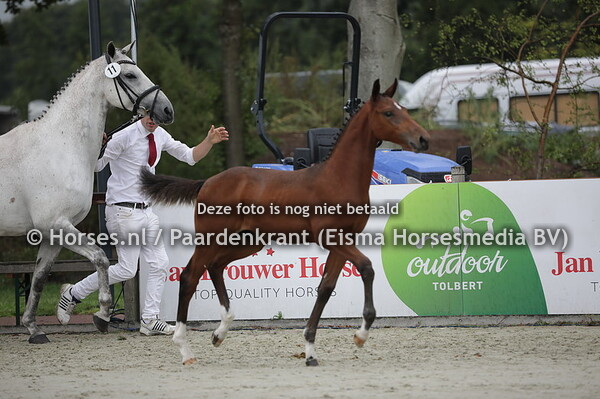 11 Pharos (Grandorado TN x Elcorona v. Wizzerd WV)