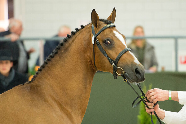 Centrale Hengstenkeuring Vrijdag