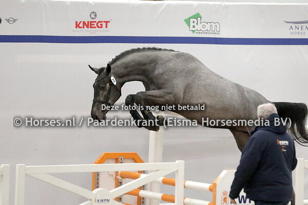 29 Racoon Goldfever (Chacco Blue x Gerdien)