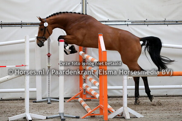 2 Limoncello (Baltic VDL x Cognaq v. Sydney)