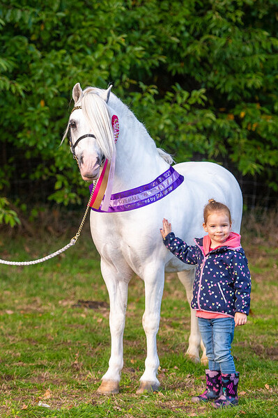 Welsh Select Sale The Show