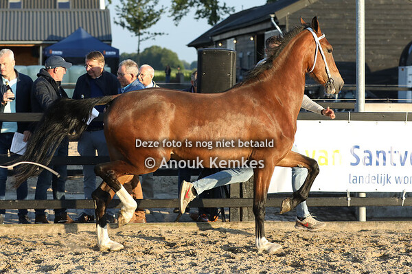 Robine NC ( Jean Pierre x Atleet ) 