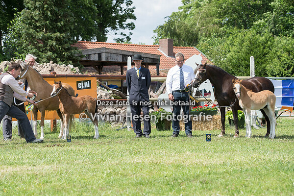 International Welsh Friends & Border Show