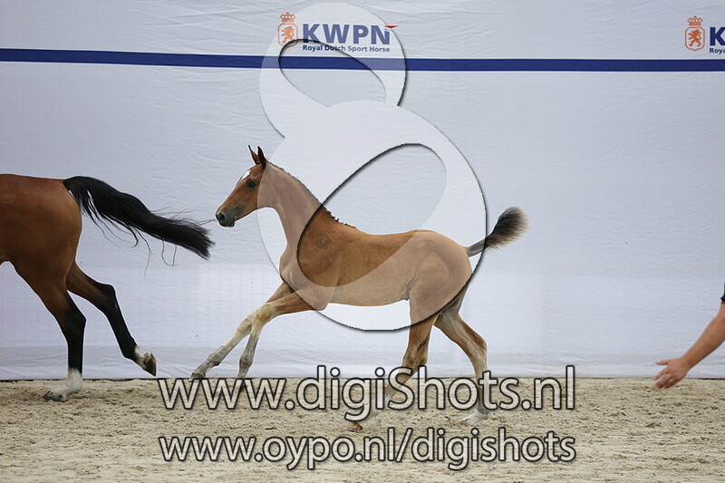 Viva la Diva v. Harley VDL