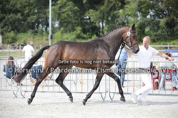 83 Olvita Nita (Arezzo VDL x Wernita v. Quite Easy)