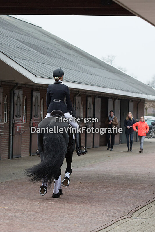 Hengstenshow Lunteren 02-04-2018 Omer 493