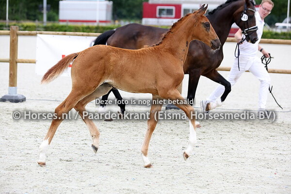 143 Very Special (Miami Turfhorst x Zadina v. Flemmingh)