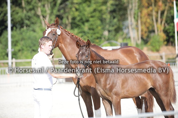 21 Skittel VH (Let's Dance SB x La genta Esta Muy Loca v. High Five) (1)