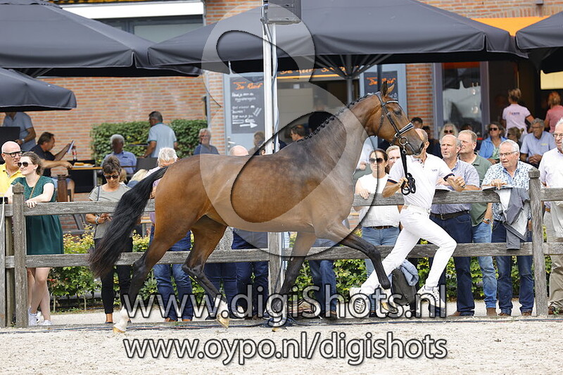 135 Novasion v. For Romance