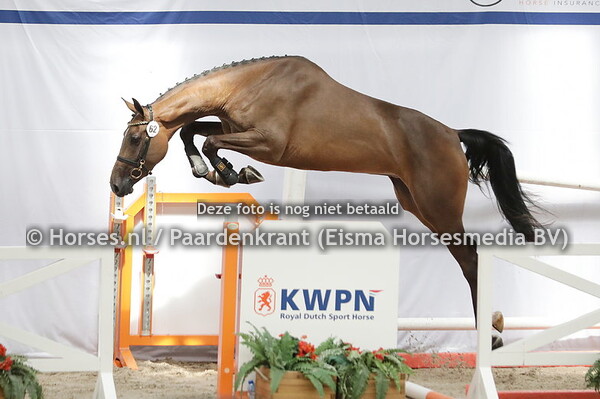 62 Olivia (High Shutterfly x Kosta v. El Clarimo)