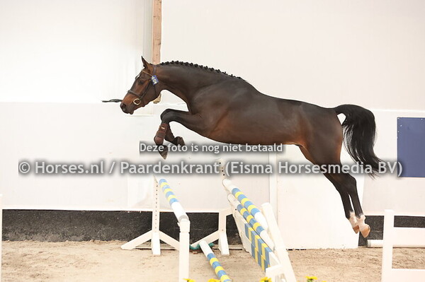 32 Woryto vd Looise Heide (Corydon van T&L x Global Express)