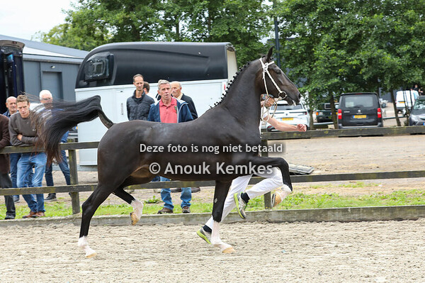 Sayoline van t Wiede ( Icellie x Eebert )