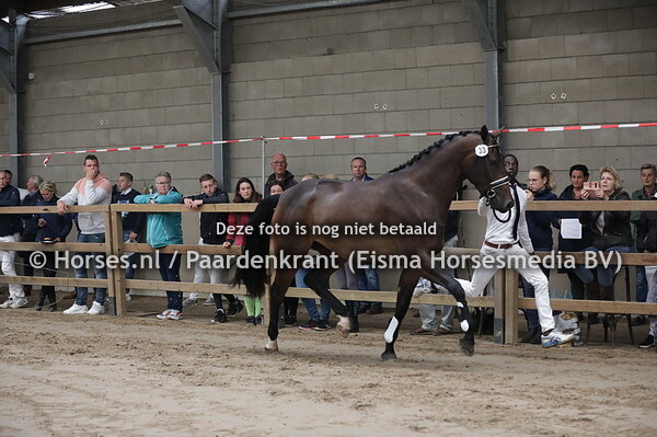 33 Misty-Nosa (Totilas x Grandinosa v,. Ampere)