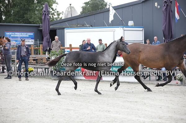 19 Persinaa (Kobalt VDL x Fransinaa v. Indoctro) (1)