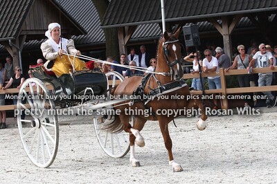 Show tuigpaarden voor de sjees