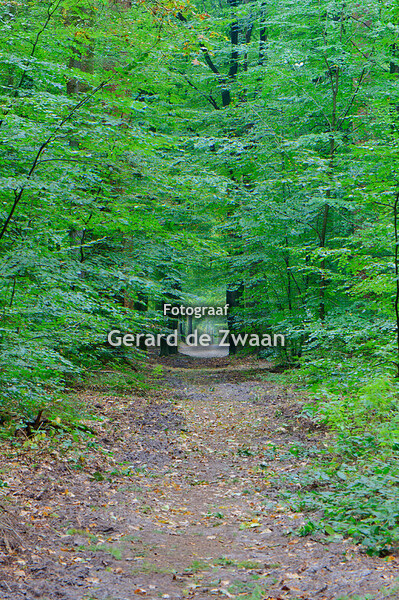 Herfst in de Leuvenumse bos 30-9-2025