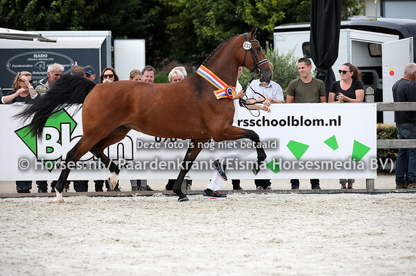 237 Layla-Amanda (A;exandro P x Amanda II v. Farrington)