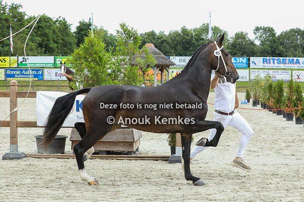 45 - Saliena ( Cizandro x Patijn )