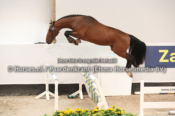 33 Harlyn de la Tour Z (Harley VDL x Deauville de la Vie)