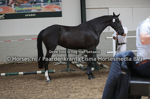 4 Nikabertha (Glasgow van't Merelsnest x Ilkabertha v. Zambesi)