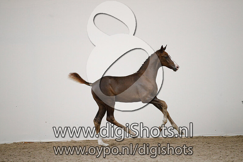 Origineel Texel v. Governor