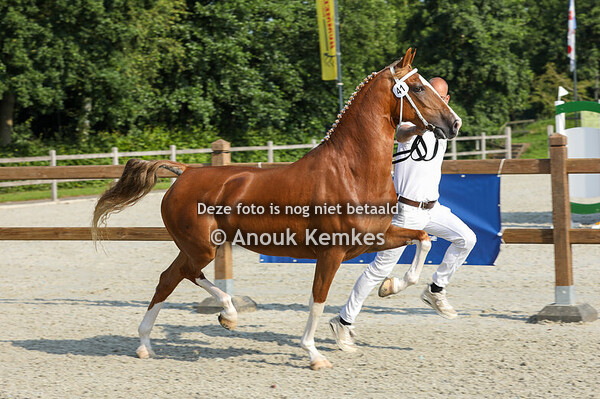 Parel VDN ( Cizandro x Unieko )