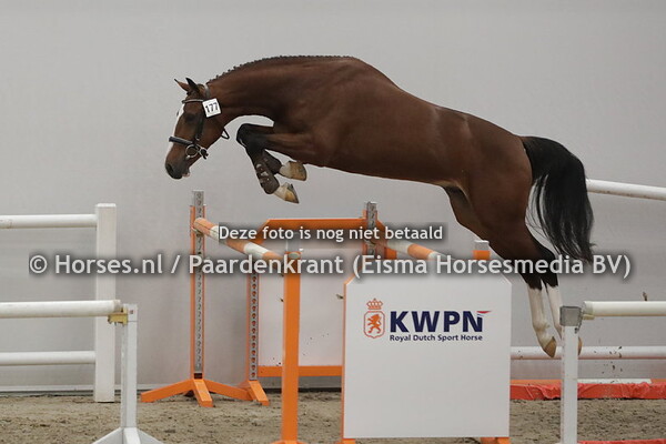 177  Nanton (Tangelo vd Zuuthoeve x Eternity v. Chacco Blue)