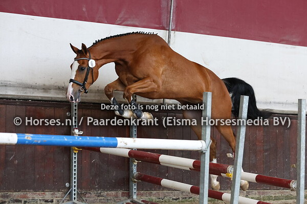 6 Sivona M (Nashiville  x Gritt HBC v. Alicante)