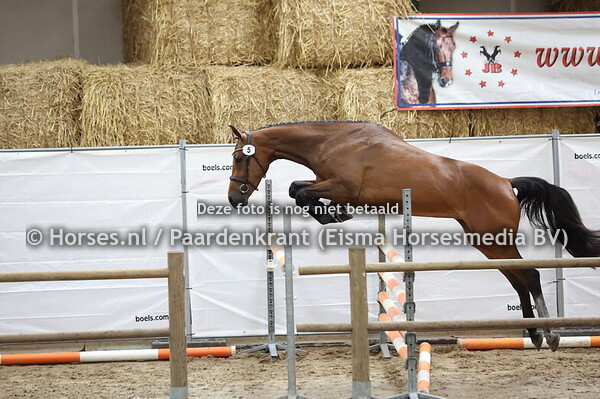 5 Sawadica vd Hermitage DN (Bacardi x Niwica vd H v. Comthago)