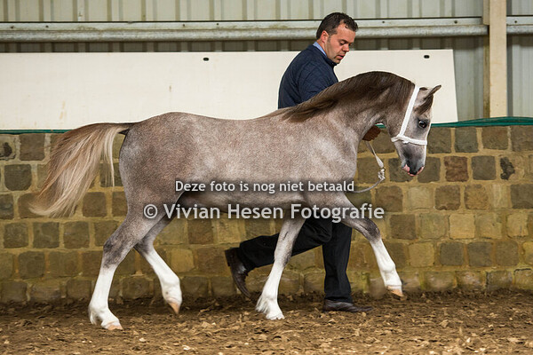 Internationale Show Heusden-Zolder