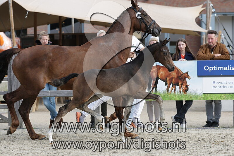 Vasilios JD v. Barton VDL