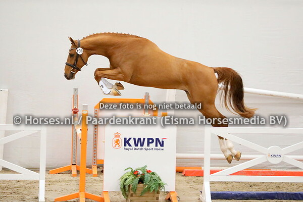 KWPN HK 1e bez. springen 3 december 2021