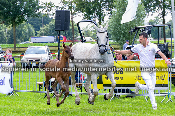 rijpaarden terschuur 2024