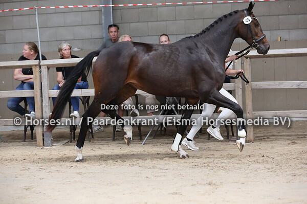 49 So Vienna (So Perfect x Vienna v. Ferro)