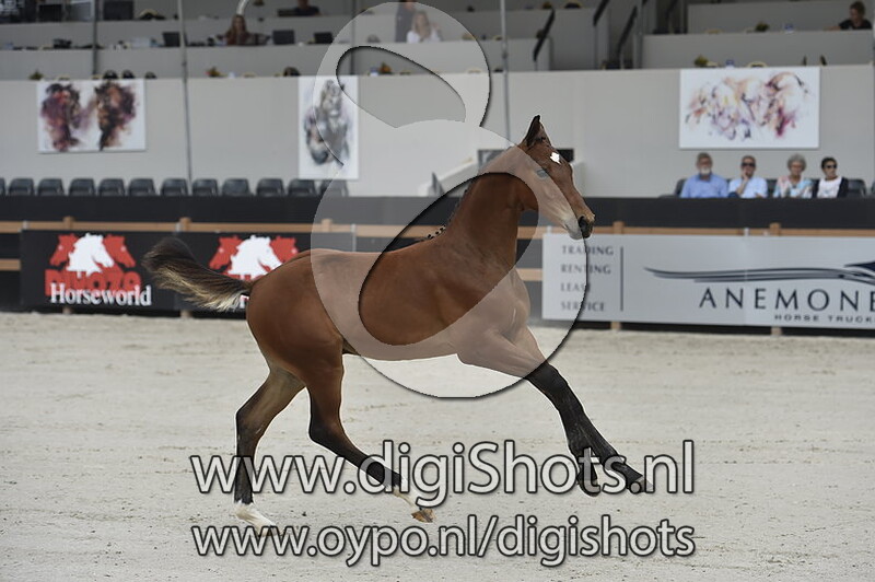 Nero's Cornet G v. Cornet Obolensky